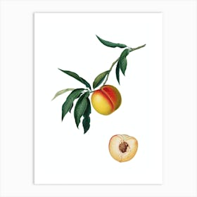 Vintage Peach Botanical Illustration on Pure White n.0041 Art Print