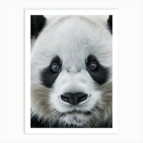 Panda Bear 5 Art Print