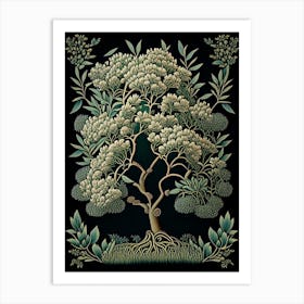 Tea Tree Herb Vintage Botanical Art Print