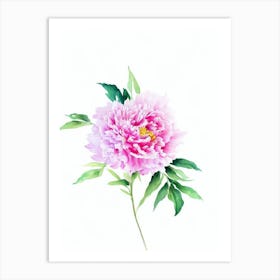Peony Watercolour Flower Art Print
