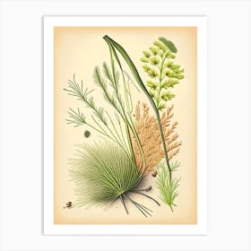 Fennel Seeds Spices And Herbs Retro Drawing 3 Art Print