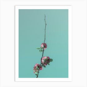 Pink Roses Blossom On A Branch In The Clear Sky. Minimalism Art Print