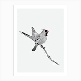 Northern Cardinal B&W Pencil Drawing 1 Bird Art Print