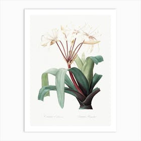 Crinum Erubescens, Pierre Joseph Redoute Art Print