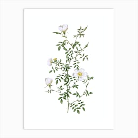 Vintage Hedge Rose Botanical Illustration on Pure White n.0848 Art Print