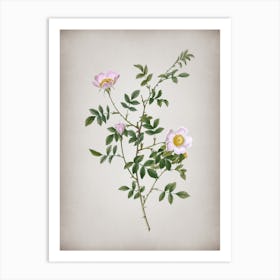 Vintage Pink Hedge Rose in Bloom Botanical on Parchment Art Print