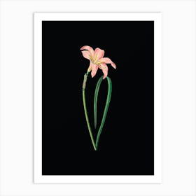 Vintage Spofforth Zephyranthes Branch Botanical Illustration on Solid Black Art Print