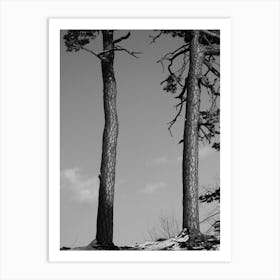 Black And White Image Of Pine Trees 1 Art Print