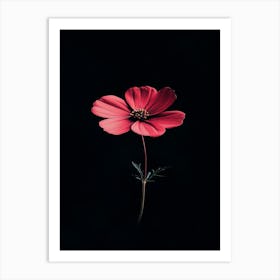 Red Cosmos Flower 1 Art Print