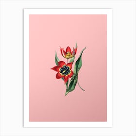 Vintage Red Strong Smelling Tulip Botanical on Soft Pink n.0588 Art Print