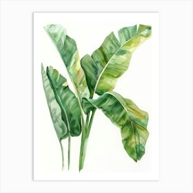 Banana Leaf Watercolor Painting 1 Art Print