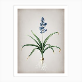 Vintage Scilla Patula Botanical on Parchment n.0284 Art Print