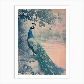 Vintage Peacock By The Water Cyanotype Inspired  1 Art Print