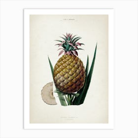 Vintage Denisse 7 Ananas Bromelia Art Print