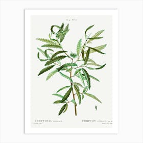 Comptonia Ceterach, Pierre Joseph Redoute Art Print