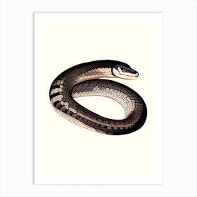 Black Necked Spitting Cobra Snake 1 Vintage Art Print