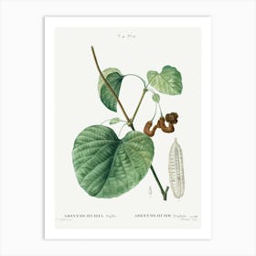 Dutchman S Pipe, Pierre Joseph Redoute Art Print