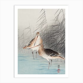 Two Bar Tailed Godwits, Ohara Koson Art Print