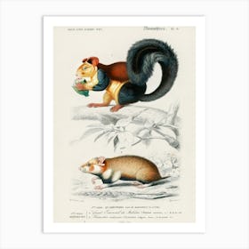 Squirrel (Sciurus) And Hamster (Cricetus), Charles Dessalines D' Orbigny Art Print