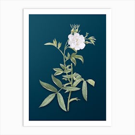 Vintage White Rose of York Botanical Art on Teal Blue n.0409 Art Print