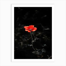 Single Red Poppy Art Print