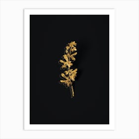 Vintage Common Cytisus Botanical in Gold on Black n.0532 Art Print