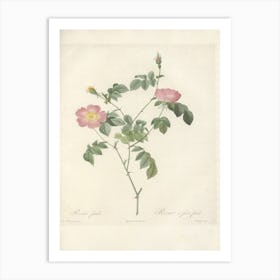 Rose Illustration, Pierre Joseph Redoute, Pierre Joseph Redoute (119) Art Print