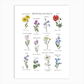British Wildflowers Art Print