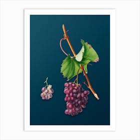 Vintage Grape Barbarossa Botanical Art on Teal Blue Art Print