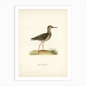 Common Redshank, The Von Wright Brothers 1 Art Print