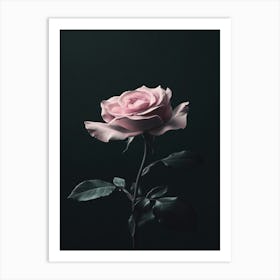 Pink Rose On Black Background 53 Art Print