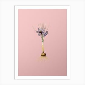 Vintage Crocus Sativus Botanical on Soft Pink n.0604 Art Print