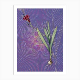 Vintage Gladiolus Mucronatus Botanical Illustration on Veri Peri n.0150 Art Print