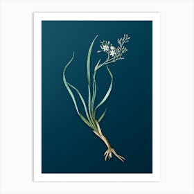 Vintage Phalangium Bicolor Botanical Art on Teal Blue n.0303 Art Print