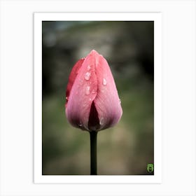 Pink Tulip 20210501 102finalppub Art Print