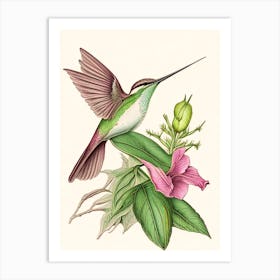 Berylline Hummingbird Vintage Botanical Line Drawing Art Print