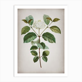 Vintage Common Dogwood Botanical on Parchment Art Print