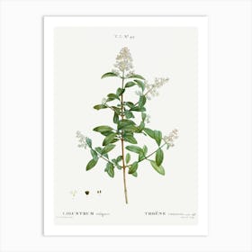 Wild Privet, Pierre Joseph Redoute Art Print