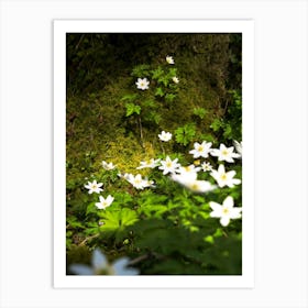 Flowers In The Forest Art Print