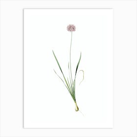 Vintage Mouse Garlic Botanical Illustration on Pure White n.0918 Art Print