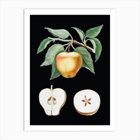 Vintage Carla Apple Botanical Illustration on Solid Black Art Print