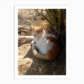 Cat Sleeping In The Sun Art Print