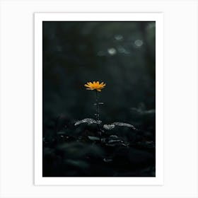 Single Yellow Flower In The Dark Art Print