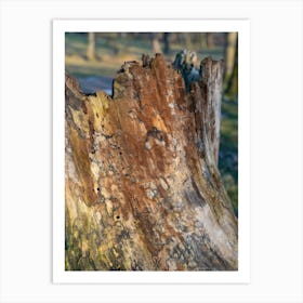 Colourful wood of an old tree in a park 2 Art Print