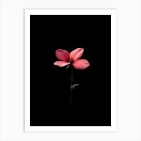 Single Flower On A Black Background 3 Art Print