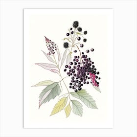 Elderberry Spices And Herbs Pencil Illustration 3 Art Print