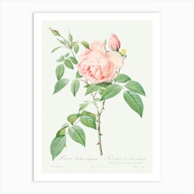 Rosa Indica Fragrans, Pierre Joseph Redoute Art Print