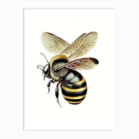 Insect Bee Vintage Art Print