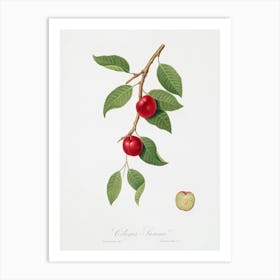 Cherry Plum (Myrobalan Plum) From Pomona Italiana (1817 - 1839) , Giorgio Gallesio Art Print
