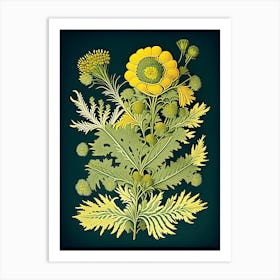 Tansy Herb Vintage Botanical Art Print